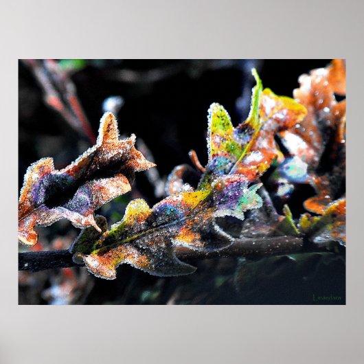 Zak Fairy Frosting Poster (Voorkant)