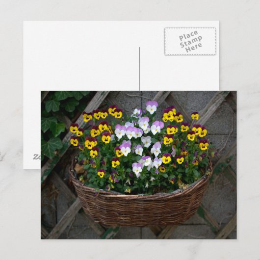 Zakje met Violas Briefkaart (Voorkant / Achterkant)