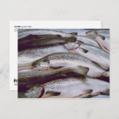 Zalm Briefkaart (Voorkant / Achterkant)