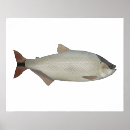 Zalm van de rivier poster