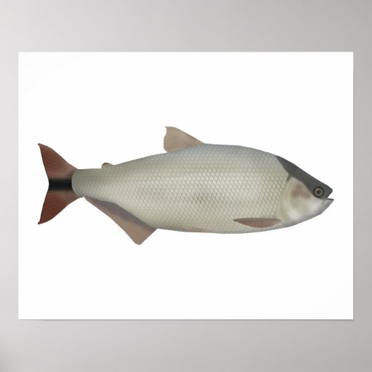 Zalm van de rivier poster (Voorkant)