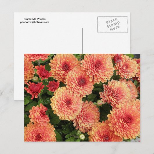 Zalm Verkleurde Mums Briefkaart (Voorkant / Achterkant)