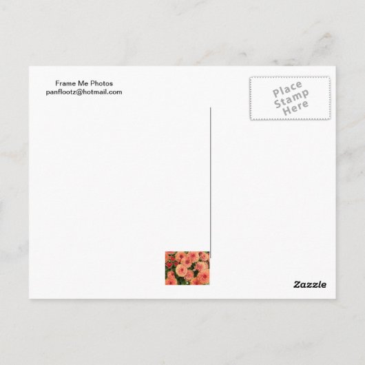 Zalm Verkleurde Mums Briefkaart (Achterkant)