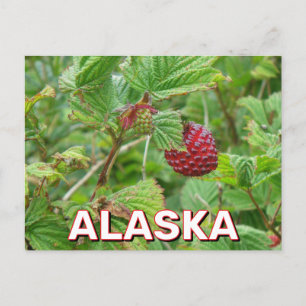 Zalmbessen in Alaska Briefkaart