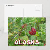 Zalmbessen in Alaska Briefkaart (Voorkant / Achterkant)