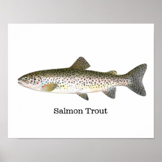 Zalmforel vis poster