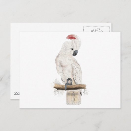 Zalmkool-Crested Cockato door Edward Lear Briefkaart (Voorkant / Achterkant)