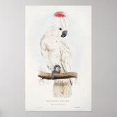 Zalmkruid Poster (Voorkant)