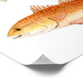 Zaltwaterwild vis — snoek, zeeforel en roodbaars poster (Hoek)