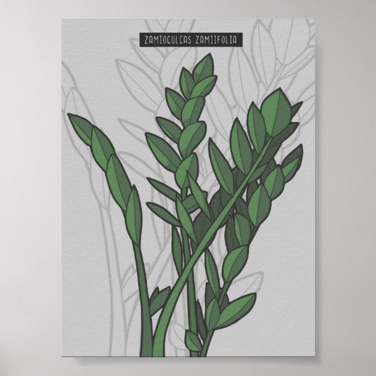 Zamioculcas zamiifolia ZZ Plant Poster (Voorkant)