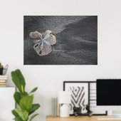 Zand-dollar op zand poster (Thuiskantoor)