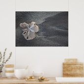 Zand-dollar op zand poster (Keuken)