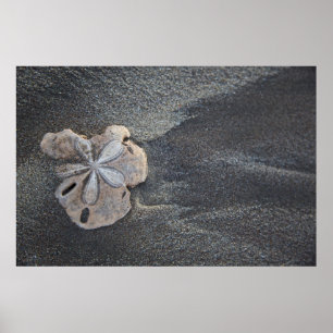 Zand-dollar op zand poster