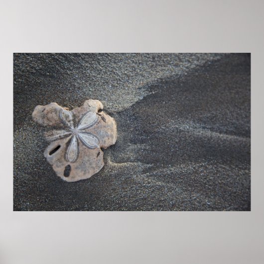 Zand-dollar op zand poster (Voorkant)