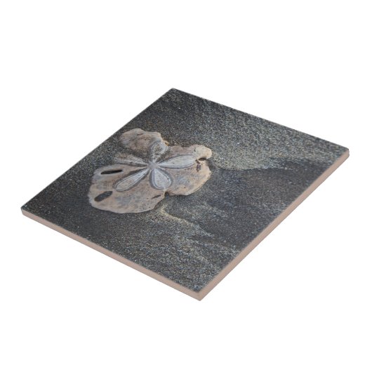 Zand-dollar op zand tegeltje (Zijkant)