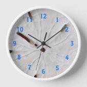 Zand Dollar Strand Kust Wit Grijs Trendy Schattige (Voorkant)