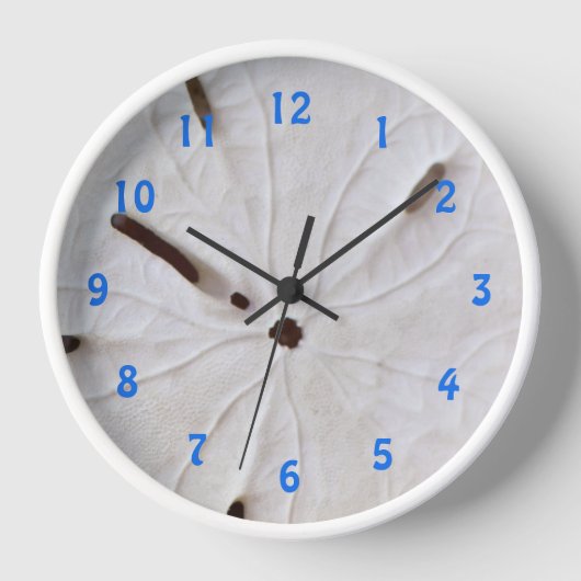 Zand Dollar Strand Kust Wit Grijs Trendy Schattige (Voorkant)