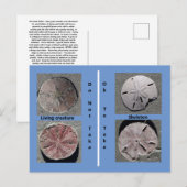 Zand-dollarBriefkaart Briefkaart (Voorkant / Achterkant)