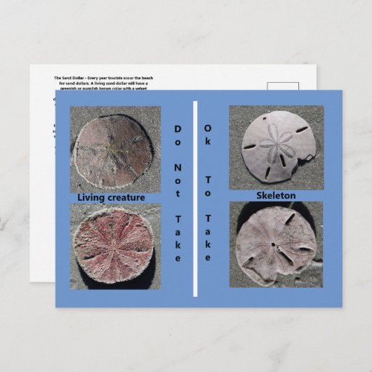 Zand-dollarBriefkaart Briefkaart (Voorkant / Achterkant)