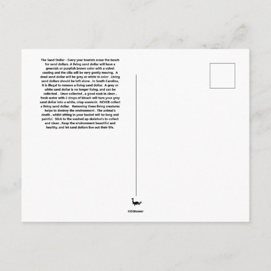 Zand-dollarBriefkaart Briefkaart (Achterkant)