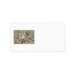 Zand Piper en Seashells Etiket