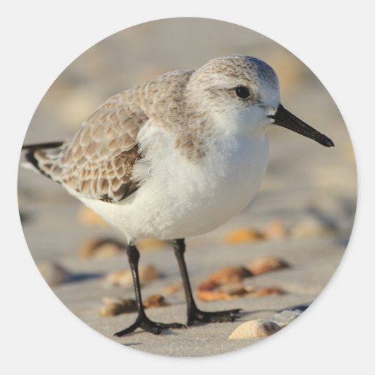 Zand Piper en Seashells Ronde Sticker (Voorkant)