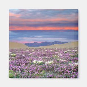Zand Verbena & Duin Sleutelbloem Wilde Bloemen bij Magneet