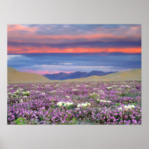Zand Verbena & Duin Sleutelbloem Wilde Bloemen bij Poster