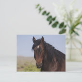 Zand wasbekken Stallion Post Card Briefkaart (Staand voorkant)