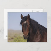 Zand wasbekken Stallion Post Card Briefkaart (Voorkant / Achterkant)