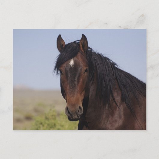 Zand wasbekken Stallion Post Card Briefkaart (Voorkant)