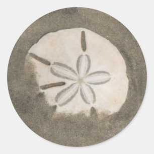 Zanddollar (Echinarachnius parma) Ronde Sticker
