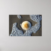 Zanddollar in de foto van het Surf strand Canvas Afdruk (Voorkant)