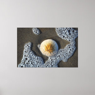 Zanddollar in de foto van het Surf strand Canvas Afdruk