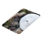 Zanddollar in een Fiji-rif bij laag tij Magneet (Linkerzijde)