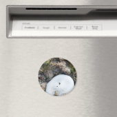 Zanddollar in een Fiji-rif bij laag tij Magneet (Insitu (Vaatwasser))