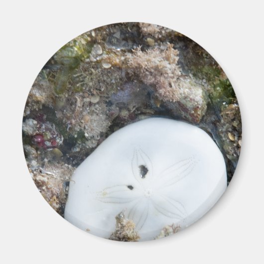 Zanddollar in een Fiji-rif bij laag tij Magneet (Voorkant)