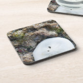 Zanddollar in het Fiji-rif bij laag tij Bier Onderzetter (Linkerzijde)