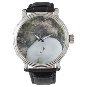 Zanddollar in het Fiji-rif bij laag tij Horloge