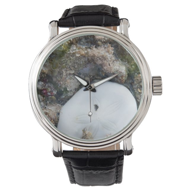 Zanddollar in het Fiji-rif bij laag tij Horloge (Voorkant)