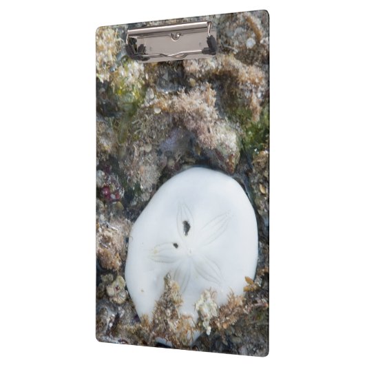 Zanddollar in het Fiji-rif bij laag tij Klembord (Links)