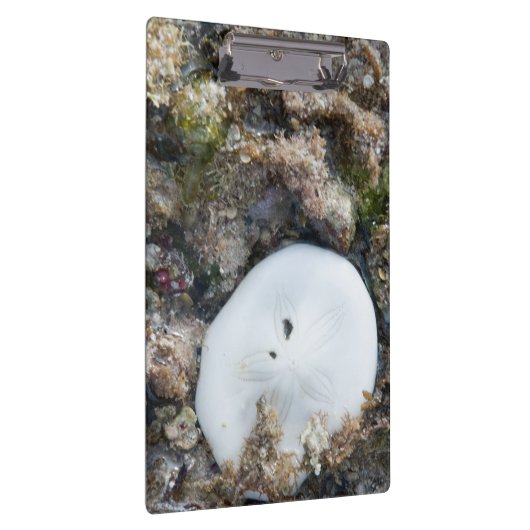 Zanddollar in het Fiji-rif bij laag tij Klembord (Rechts)