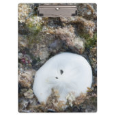 Zanddollar in het Fiji-rif bij laag tij Klembord (Voorkant)