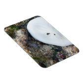 Zanddollar in het Fiji-rif bij laag tij Magneet (Rechterzijde)