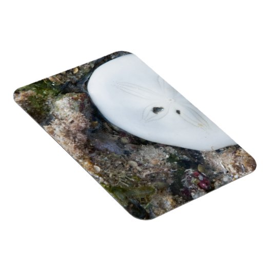 Zanddollar in het Fiji-rif bij laag tij Magneet (Rechterzijde)