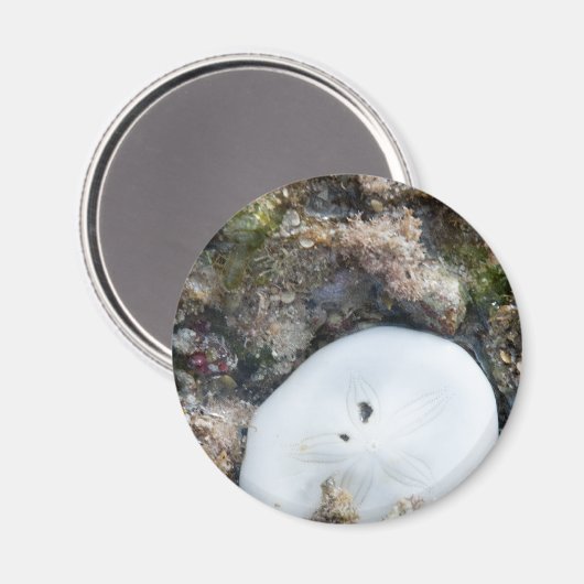 Zanddollar in het Fiji-rif bij laag tij Magneet (Voorkant / Achterkant)