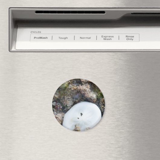 Zanddollar in het Fiji-rif bij laag tij Magneet (Insitu (Vaatwasser))