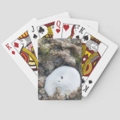 Zanddollar in het Fiji-rif bij laag tij Speelkaarten (Achterkant)