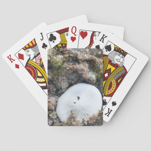 Zanddollar in het Fiji-rif bij laag tij Speelkaarten (Achterkant)