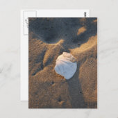 zanddollar op het strand briefkaart (Voorkant / Achterkant)